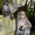 monkey_macaque_balinese_mf_ubud_v_0629_bal0635.jpg